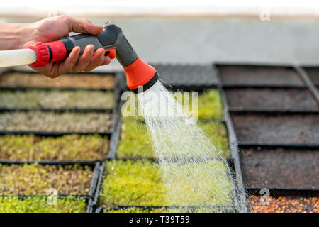 Bewässerung verschiedene Pflanzen im Gewächshaus Garten Stockfoto