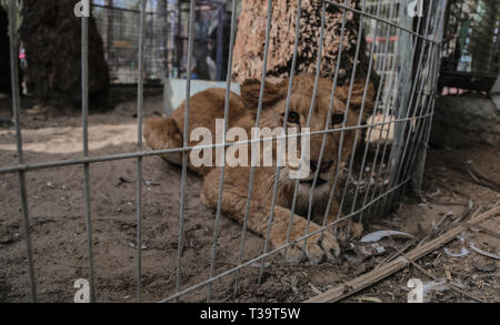 Eine Löwin gesehen liegen während von Unterernährung in einem Zoo in Rafah leiden während einer Evakuierung. Mitglieder der Internationalen Gesellschaft für Tierschutz vier Bögen für Tiere auf der palästinensischen Seite, Sie an einige geschützte Bereiche bewegen in Jordanien am 7. April 2019. - 40 Tiere wurden gerettet, darunter fünf schwarze auf rauen Bedingungen im Gazastreifen, Entsprechend dem Tierschutz Gruppe der Vermieter zu finanziellen Schwierigkeiten ausgesetzt war. Stockfoto