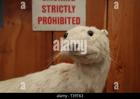 Ein Taxidermy Frettchen, Martin oder Hermelin. Stockfoto