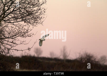 Schleiereule, Tyto alba, Alleinstehenden über gemeinsame bei Dämmerung, Worcestershire, Großbritannien fliegen. Stockfoto