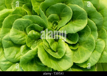 Feldsalat, grüner Salat Hintergrund bleibt. Valerianella locusta, Rapunzel pflanzliche Nahrung Foto Stockfoto