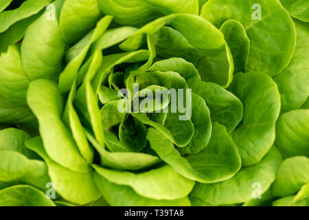 Feldsalat, grüner Salat Hintergrund bleibt. Valerianella locusta, Rapunzel pflanzliche Nahrung Foto Stockfoto