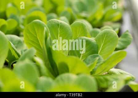 Feldsalat, grüner Salat Hintergrund bleibt. Valerianella locusta, Rapunzel pflanzliche Nahrung Foto Stockfoto