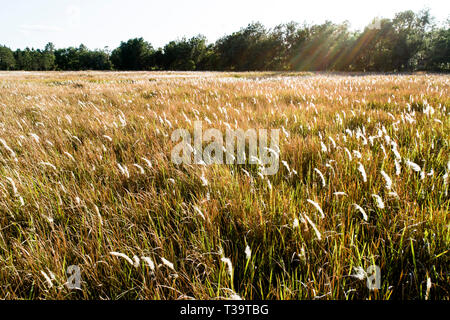 Cogongrass an Hardee County Park, Florida ist ein Beispiel für eine zurückgegebene Phosphat abgebaut oder Bereiche zurück zur produktiven Nutzung durch einen Prozess c Stockfoto