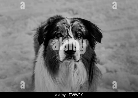 Atemberaubende Australian Shepherd Hund im Schnee Portrait (schöne Augen), Tignes, Frankreich. Stockfoto