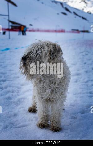 Labradoodle im Schnee, Tignes, Frankreich. Stockfoto