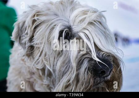 Labradoodle im Schnee, Tignes, Frankreich. Stockfoto