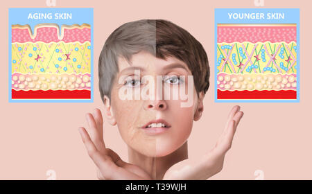 Die jüngere Haut und Hautalterung. Elastin und Kollagen. Ein Diagramm von jungen und alten Gesicht zeigt der Rückgang der Kollagen und Elastin. Stockfoto