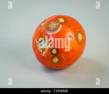 Tomaten mit colletotrichum Pilzinfektion Stockfoto