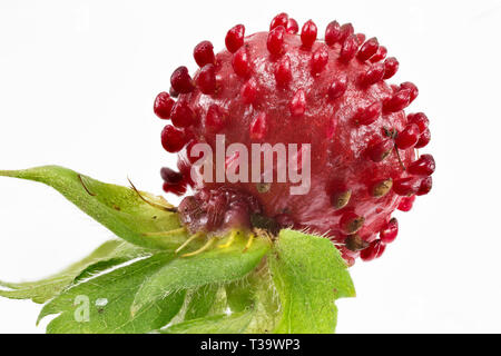 Frucht des Indischen Erdbeere (Duchesnea indica). Tatsächliche Größe 10 mm im Durchmesser. Projektionen von der Oberfläche der Frucht sind die Samen. Anlage ist invasiv und ist Stockfoto