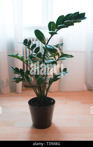 Zamia indor Pflanzen Stockfoto