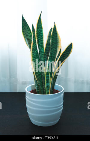 Kleine Sanseveria am Tisch Stockfoto