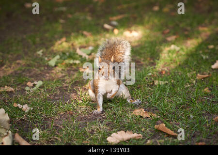 Graue Eichhörnchen in einem Park in London (UK) mit Blätter auf dem Boden. Herbst Konzept. Querformat. Stockfoto