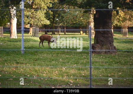 Eine wilde Hirsche in einem Zaun Bereich der Greenwich Park (London, UK). Querformat. Stockfoto