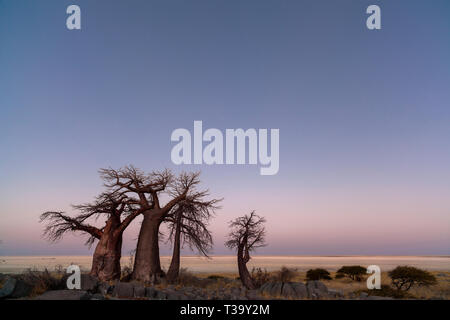 Baobab Bäumen vor Sonnenaufgang Stockfoto