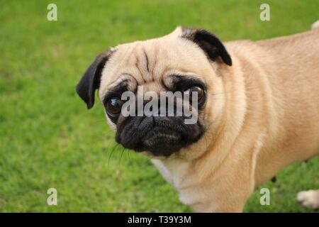Wenig weibliche pug Spielen auf Gras