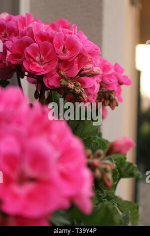 Rosa Geranien auf dem Fenster Dach Stockfoto