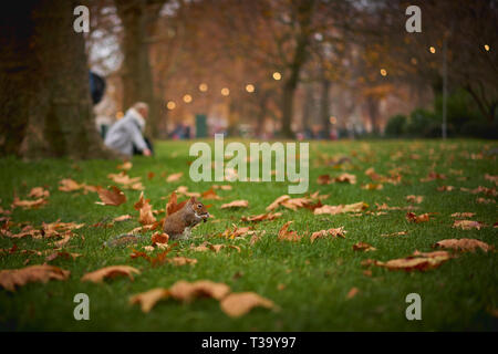 Graue Eichhörnchen in einem Park in London (UK) mit Blätter auf dem Boden. Herbst Konzept. Unscharfer Hintergrund. Querformat. Stockfoto