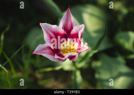 Halb offene Magenta Tulip mit weißen Ridge (Tulipa Gavota oder Triumph Tulip) mit grünem Hintergrund Stockfoto