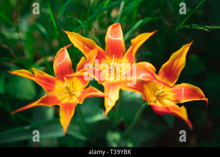 Drei 'Fly Away' oder 'Lily Tulpen blühenden "Tulpen an Josaphat Park von Brüssel Belgien Stockfoto