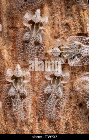 Corythucha Ciliata oder Bergahorn spitzen Bug pest Stockfoto