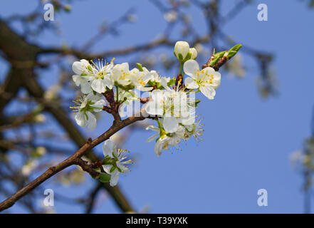 Blossom von Sour Cherry Tree im Frühjahr vor blauem Himmel Stockfoto