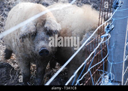 Ungarische mangalica Schweine Stockfoto