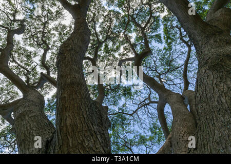 Nahaufnahme eines großen Monkey Pod tree in Hawaii Stockfoto