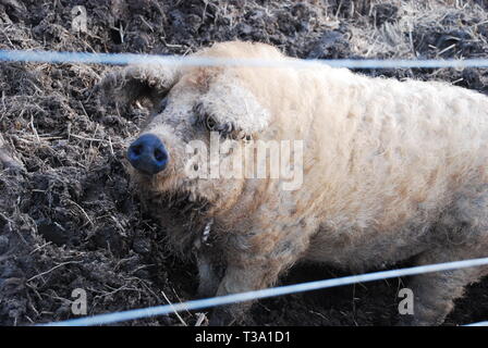 Ungarische mangalica Schweine Stockfoto