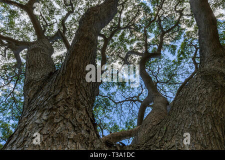 Nahaufnahme eines großen Monkey Pod tree in Hawaii Stockfoto
