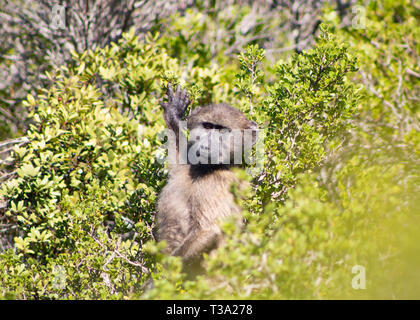 Alert junge Chacma Baboon sitzt in der fynbos Stockfoto