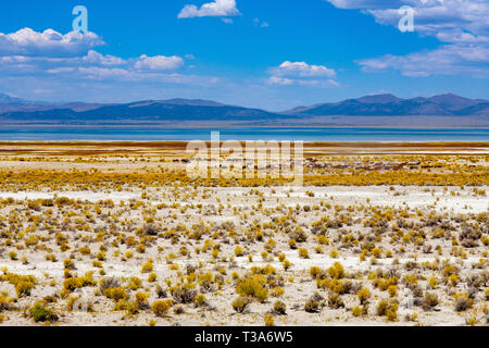 Schönen wilden Pferde grasen am Ufer des Mono Lake. Stockfoto