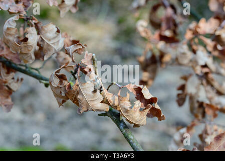 Braune Farbe Herbst Eichenlaub auf Zweig Makro Stockfoto