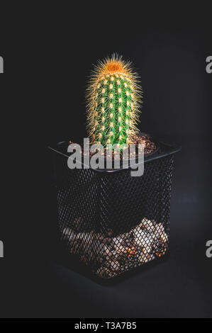 Kaktus in einem dekorativen Topf auf einem dunklen Hintergrund. Low Key Beleuchtung. Vertikaler Dampfstoß Stockfoto