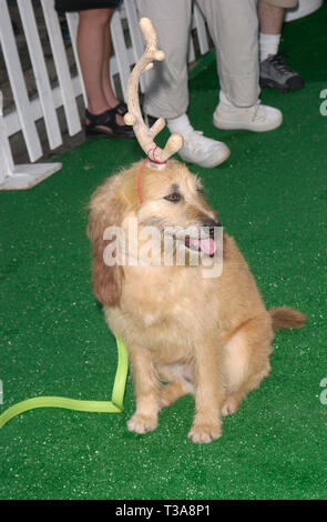 LOS ANGELES, Ca. Juni 23, 2001: MAX, Hund, der Star der Grinch Weihnachten gestohlen hat, an der Los Angeles Premiere von Katzen & Hunde. © Paul Smith/Featureflash Stockfoto