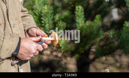 Pilze suchen. Gefunden Leccinum scabrum in Händen der mushroom Picker Stockfoto