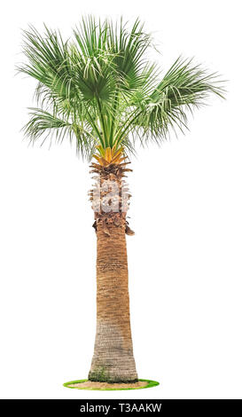 Große Palme auf weißem Hintergrund. Stockfoto