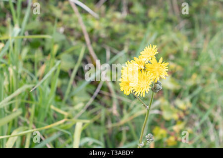 Löwenzahn gelb vor dem hintergrund der grünen Gras. Sechs Blüten an einem Stiel Stockfoto