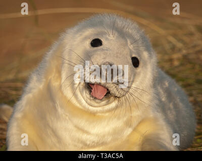 Grau Dichtung (Grypus Elaphus) Stockfoto