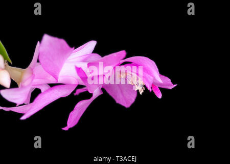 Die Blume der Schlumbergera isoliert auf einem schwarzen Hintergrund. Stockfoto