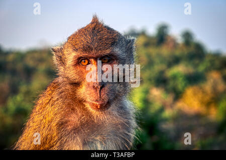 Dieses einzigartige Bild zeigt die wilden Affen in der Dämmerung auf dem Affenfelsen in Hua Hin in Thailand Stockfoto