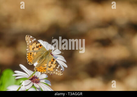 Painted Lady Essen in den weißen Osteospermum Blume in Los Angeles, Kalifornien Stockfoto