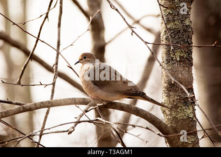 Die Taube (Zenaida macroura) Sitzstangen in einem Baum in Littleton, Massachusetts, USA. Trauer Tauben sind in der Familie Columbidae. Stockfoto