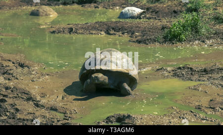 Riesenschildkröte klettern aus wasserloch auf der Isla Santa Cruz, Galapagos Stockfoto