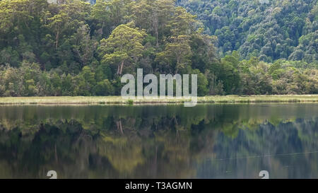 Regenwald Baum und Gordon River in Tasmanien Stockfoto