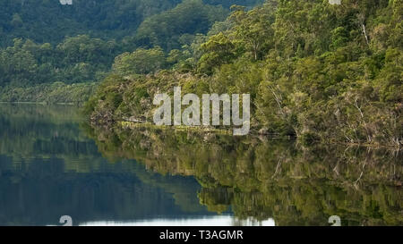 Morgen geschossen der gemäßigten Regenwald auf dem Gordon River in Tasmanien Stockfoto