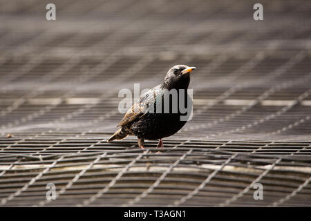 Europäische oder Common starling (Sturnus vulgaris), eine invasive Vogelarten in den Vereinigten Staaten. Stockfoto