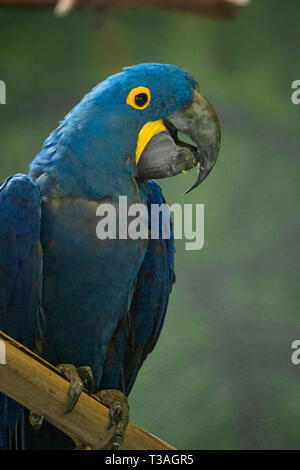 Ein Porträt der Hyazinthara (Anodorhynchus hyacinthinus). Stockfoto