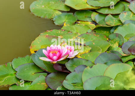 Rosa Seerose Nymphaea in Rosengarten in Monza. Italien Stockfoto