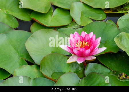 Rosa Seerose Nymphaea in Rosengarten in Monza. Italien Stockfoto
